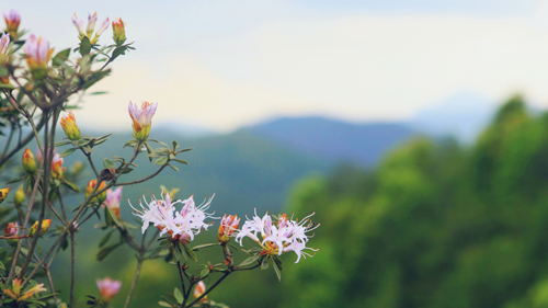 PA�콢��(�й���)����