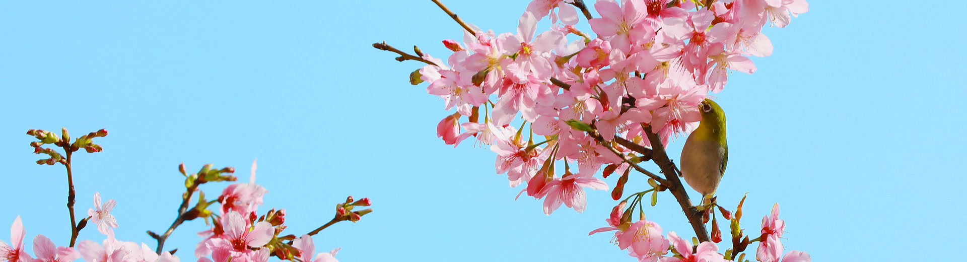 PA�콢��(�й���)����BLOG