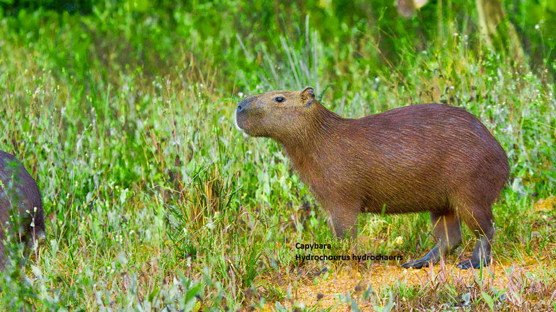 PA�콢��(�й���)����