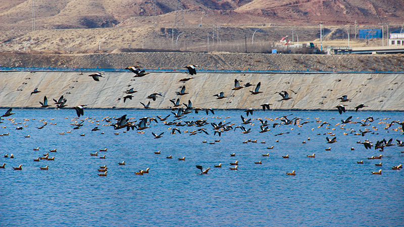 �ں�PA�콢��(�й���)���ſ�ˮ�����سɡ���̬��վ�� ����Ѽ������Ϣ